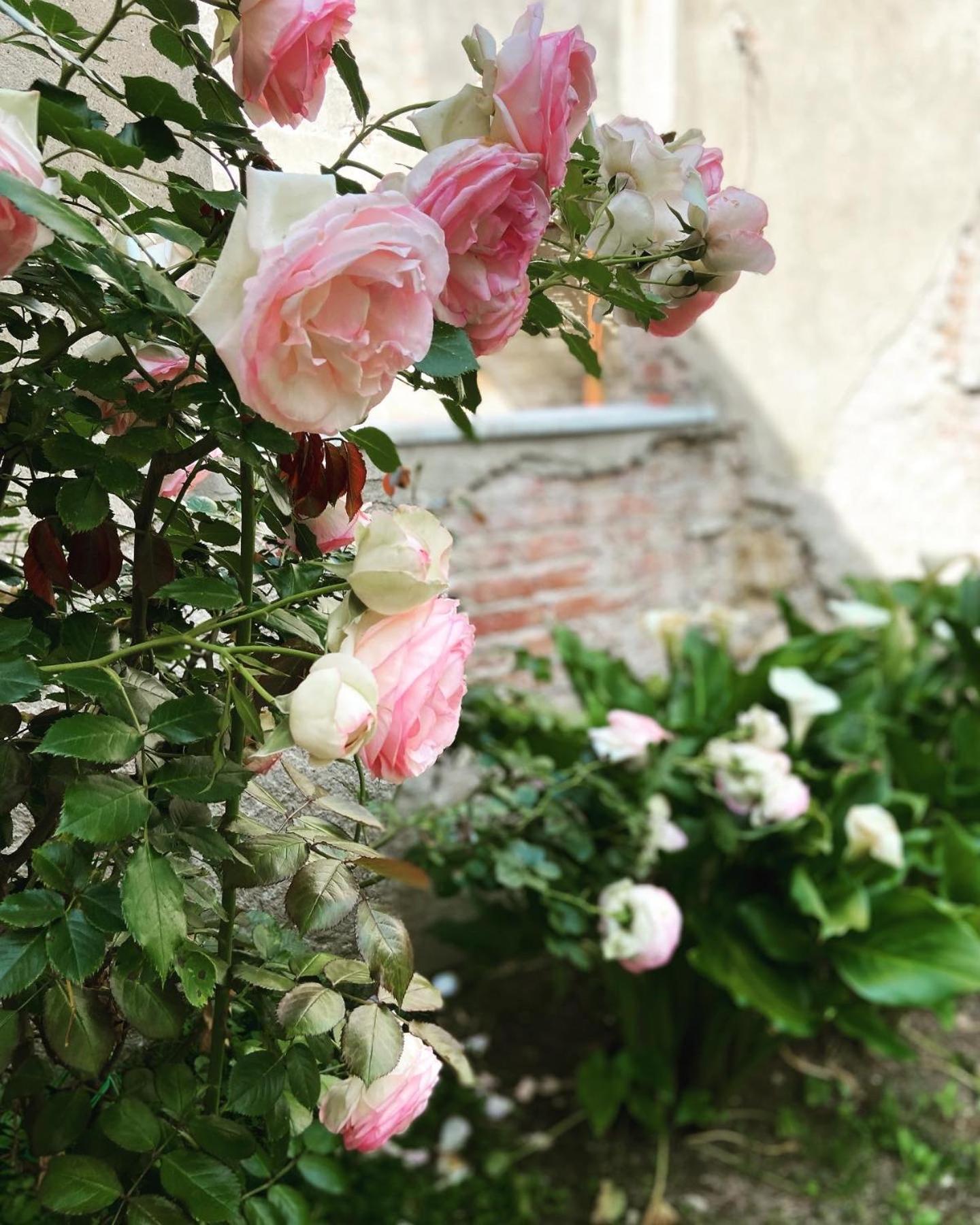 פיזה Victoria House B&B מראה חיצוני תמונה